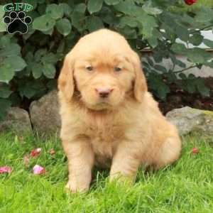 Jett, Golden Retriever Puppy