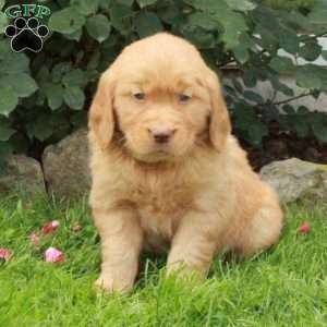 Jett, Golden Retriever Puppy