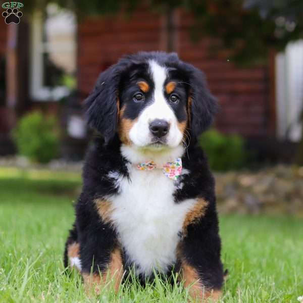 Jewels, Bernese Mountain Dog Puppy