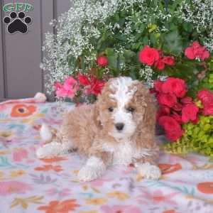 Jewel, Mini Bernedoodle Puppy
