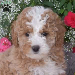 Jewel, Mini Bernedoodle Puppy