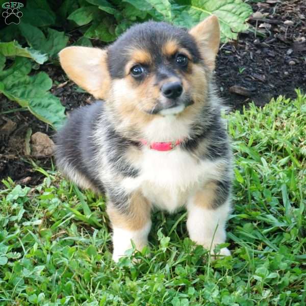 Jewel, Pembroke Welsh Corgi Puppy