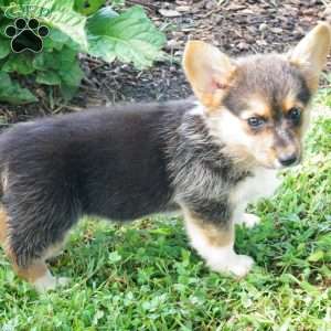 Jewel, Pembroke Welsh Corgi Puppy