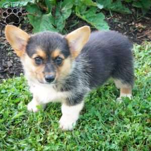 Jewel, Pembroke Welsh Corgi Puppy