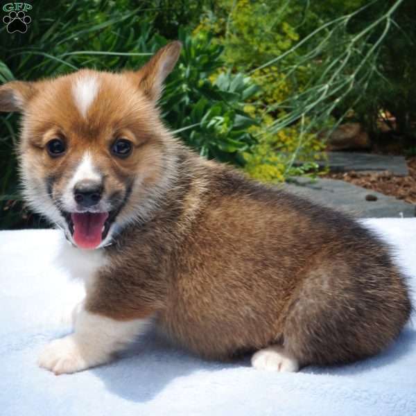 Jewel, Pembroke Welsh Corgi Puppy