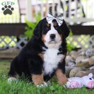 Jewels, Bernese Mountain Dog Puppy