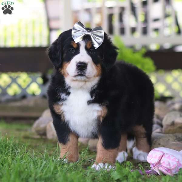 Jewels, Bernese Mountain Dog Puppy