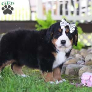 Jewels, Bernese Mountain Dog Puppy