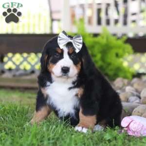 Jewels, Bernese Mountain Dog Puppy
