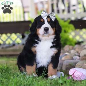 Jewels, Bernese Mountain Dog Puppy