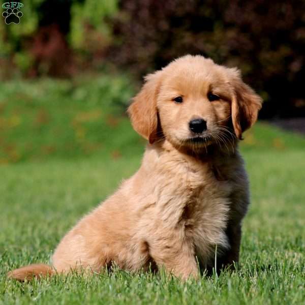 Jiffy, Golden Retriever Puppy