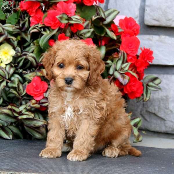 Jiffy, Cockapoo Puppy