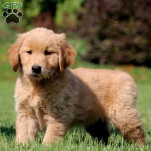 Jiffy, Golden Retriever Puppy