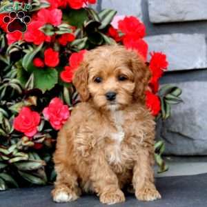Jiffy, Cockapoo Puppy