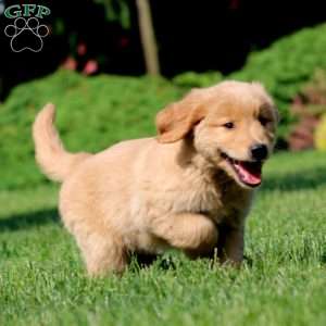 Jiffy, Golden Retriever Puppy