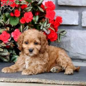 Jiffy, Cockapoo Puppy