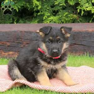 Jinx, German Shepherd Puppy