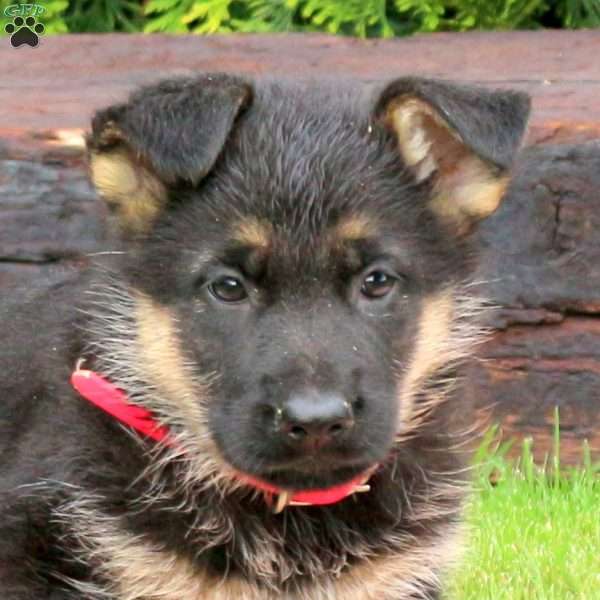 Jinx, German Shepherd Puppy