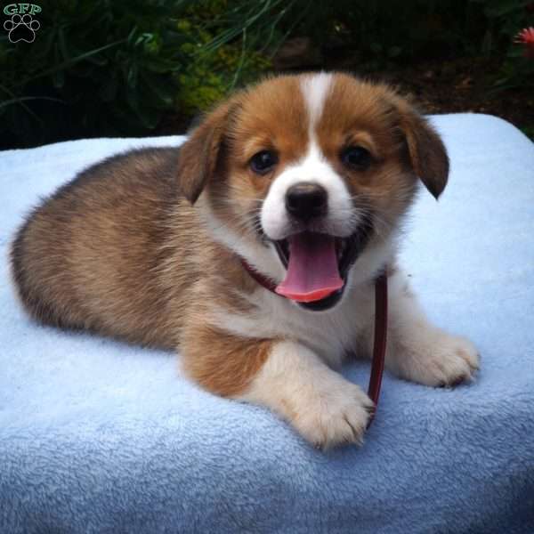 Jocelyn, Pembroke Welsh Corgi Puppy