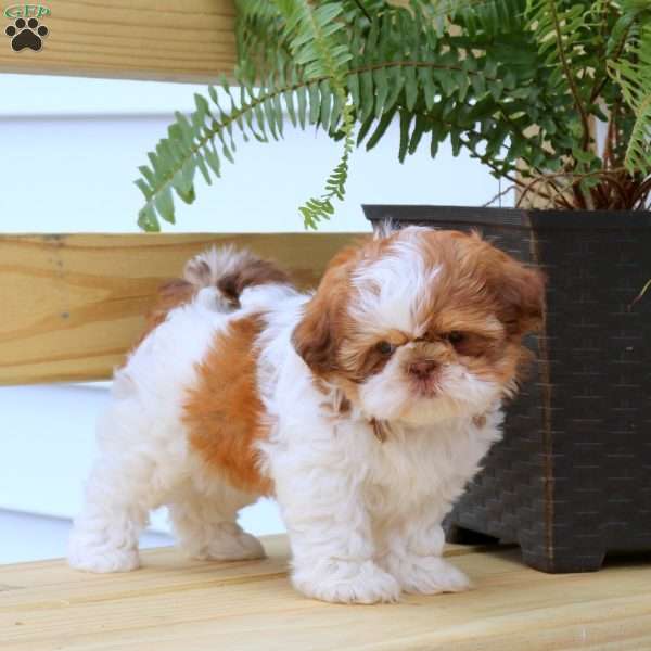 Jodi, Shih Tzu Puppy