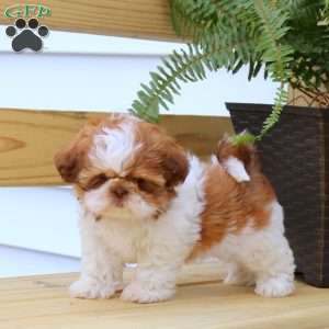 Jodi, Shih Tzu Puppy