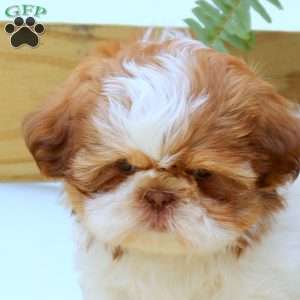 Jodi, Shih Tzu Puppy