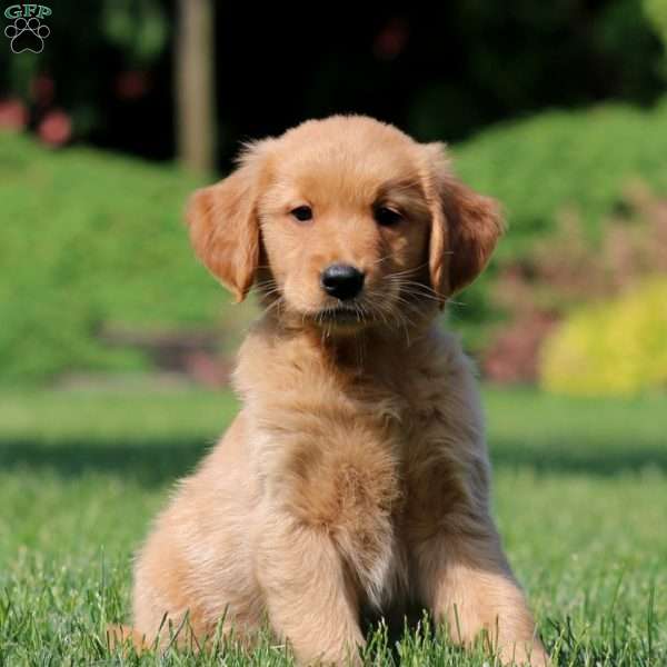 Jodi, Golden Retriever Puppy