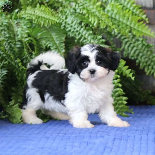 Jodi, Teddy Bear Puppy