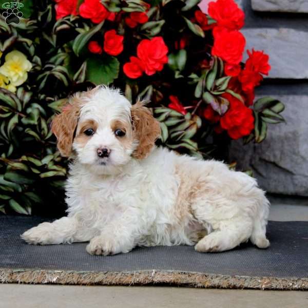 Jodi, Cockapoo Puppy