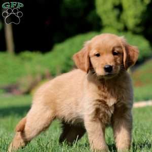 Jodi, Golden Retriever Puppy
