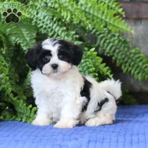 Jodi, Teddy Bear Puppy