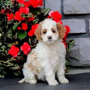 Jodi, Cockapoo Puppy