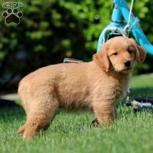 Jodi, Golden Retriever Puppy