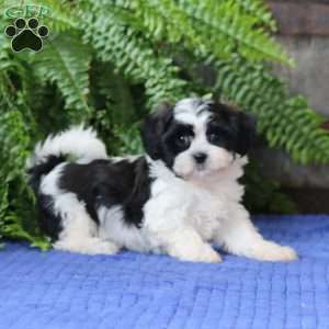 Jodi, Teddy Bear Puppy