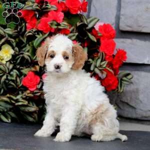 Jodi, Cockapoo Puppy