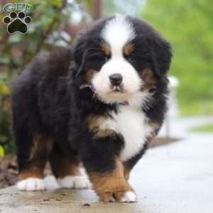 Jody, Bernese Mountain Dog Puppy