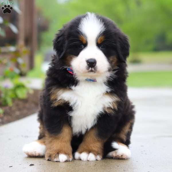 Jody, Bernese Mountain Dog Puppy