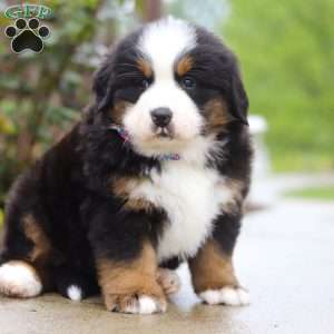 Jody, Bernese Mountain Dog Puppy
