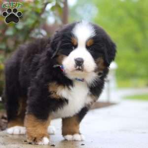 Jody, Bernese Mountain Dog Puppy