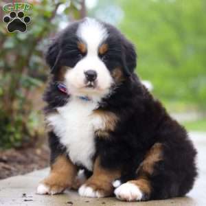 Jody, Bernese Mountain Dog Puppy