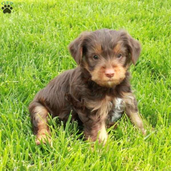 Joey, Yorkie Puppy