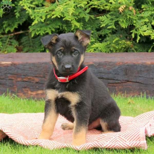 Joey, German Shepherd Puppy