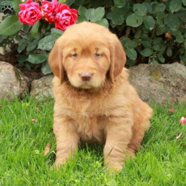 Joey, Golden Retriever Puppy