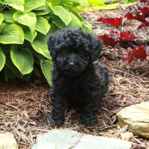 Joey, Miniature Poodle Puppy