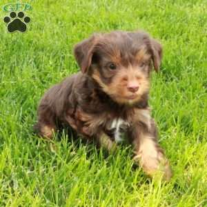 Joey, Yorkie Puppy