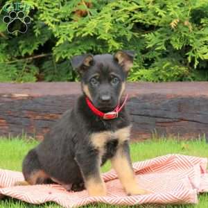 Joey, German Shepherd Puppy