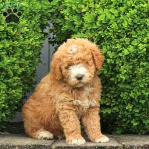 Joey, Labradoodle Puppy