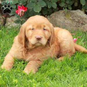 Joey, Golden Retriever Puppy