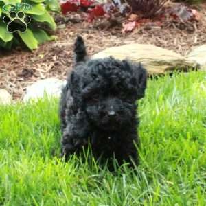 Joey, Miniature Poodle Puppy