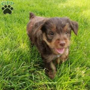 Joey, Yorkie Puppy